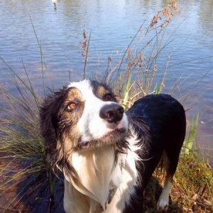 Soggy Doggy