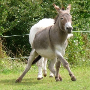Dylan thinks he might qualify for the next strictly come dancing series.