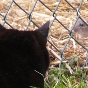 cat and rat