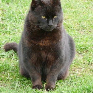 panther