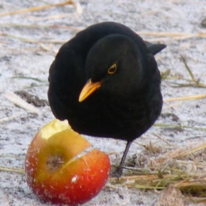 The blackbirds here eat as many apples as the ponies