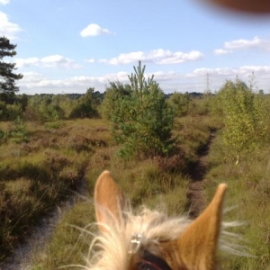 ear shot of Parley Common