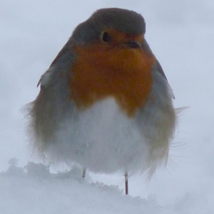 robin1