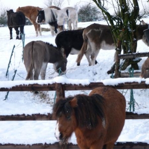 some of them in the snow