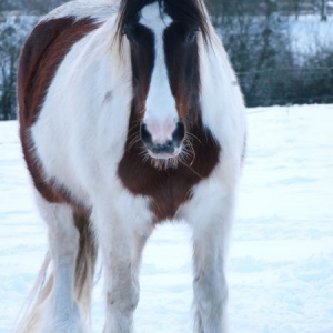 garth