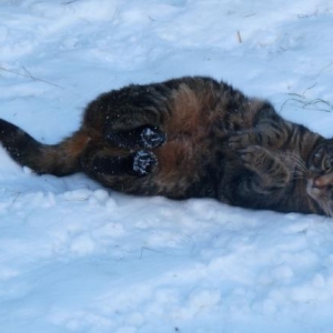 Rosie rolling in the snow