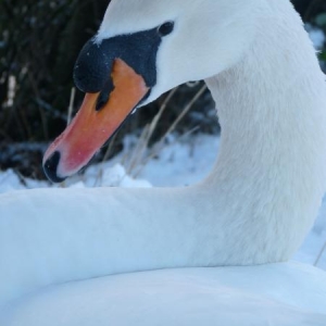 seven up in the snow