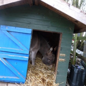 I shut the donkeys gate so I could muck out the stables yesterday. They weren't impressed and Timmy squeezed into the goat house instead. He stayed in there for nearly an hour.