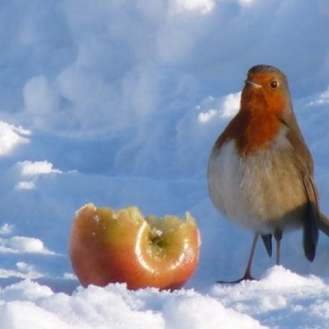 This cheeky little robin stole the apple from a blackbird.