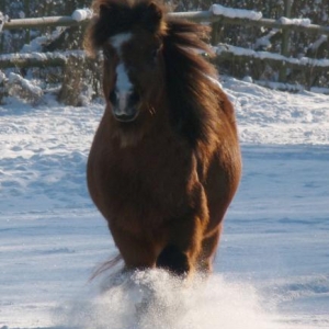 Bramble enjoying the snow