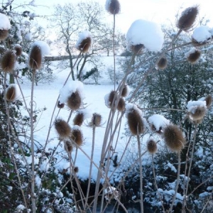 From pretty snowy scenes ........