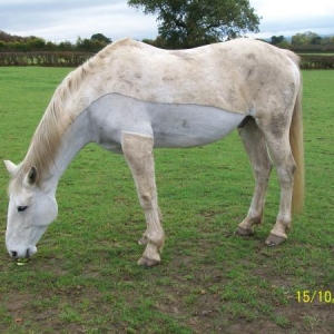The way to keep your horse clean is to clip off the dirty coat :D