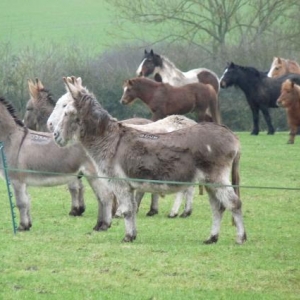 Great excitement. The donkeys trashed their electric fence and spent the morning with the ponies.
