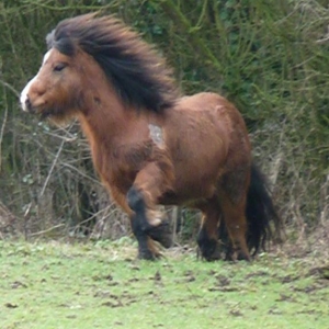 Go Bramble
