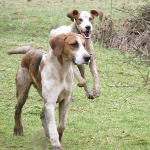 hunt hounds
