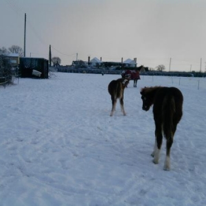 Shakira grooming in the snow!