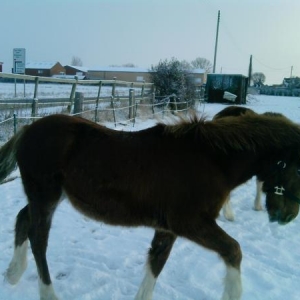 Stormy tiptoeing in the snow!