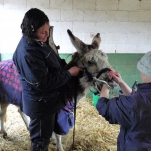 Me, Charlotte donkey and Anne, the vet, today.  Gem had her teeth rasped too and blood tests to check her liver function.
