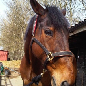 charlie aka mr handsome