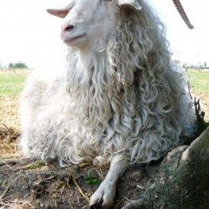 She looks nothing like this now, I sheared her yesterday. She was so naughty, biting and butting, I had to tie her horns to the fence.