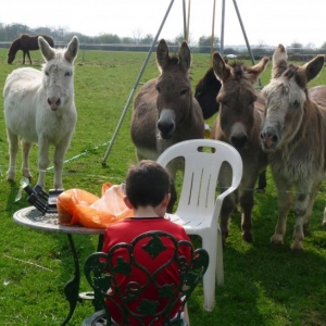 Can we have a sandwich too........ As soon as the donkeys hear the rustling of a bag, they all gather round hoping for a crust or a biscuit.