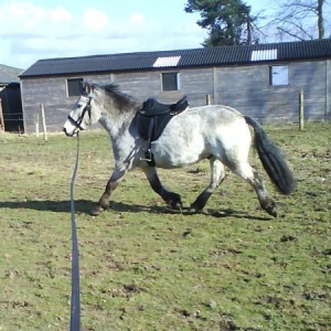 Lunging