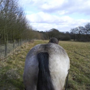 Long Reining