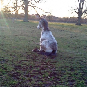 Sitting Like  A Dog
