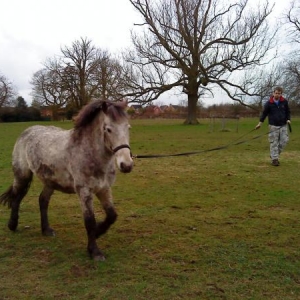 OH's First time lunging