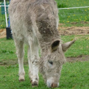 White donkey? .......  What white donkey?
