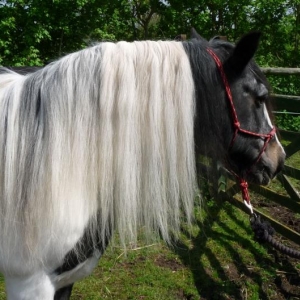 Gem and her lovely long mane