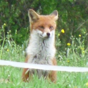 We have a vixen with cubs. Very beautiful but she's sneaking around looking for food all day. She's eaten one of my little silver sussex hens :(
