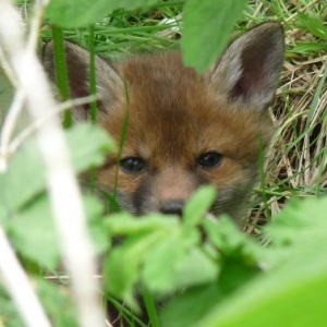 One of three fox cubs. I managed to get a few photos :)  They have moved into the paddock right next to the stables and my chickens.