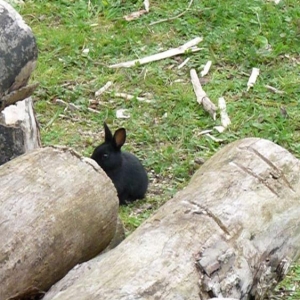 wild baby black rabbit