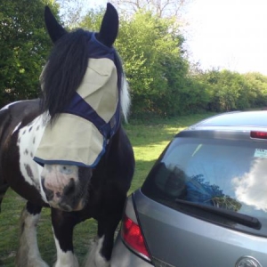 Nosier than the monkeys at Longleat too.. "come on get the boot open, I can see the hay bales in there.."