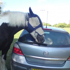 Absolutely no respect for the car at all, after this photo was taken she moved round to the drivers side and spent a few minutes entertaining herself blowing on the glass then putting her nose through the condensation...