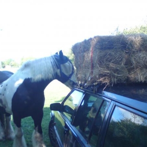 "mmmm I like this sort of car.."