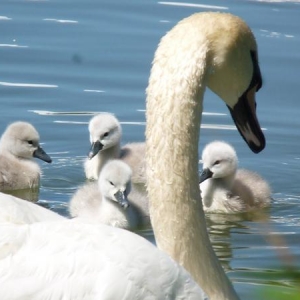 They've hatched, Sprite and 7Up have five gorgeous babies.