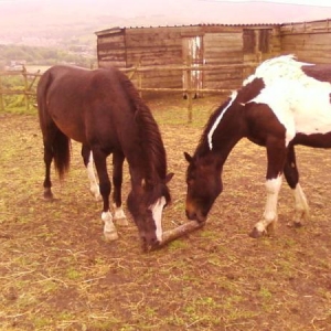 Bailey and field pal Sebastian