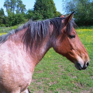 Rosie in her field