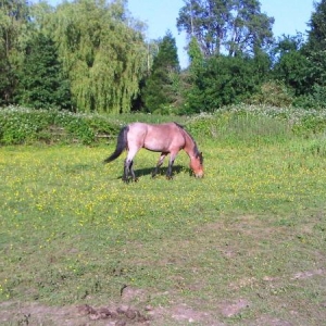 Rosie grazing