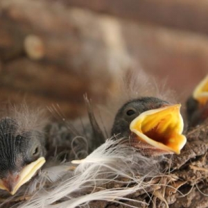 Swallow babies