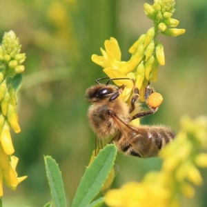 Bee on melilot