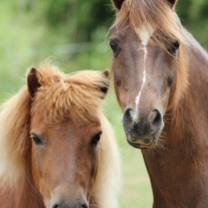 Teddy and Tango