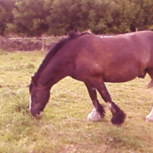 Shadow 3