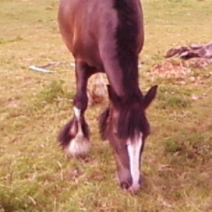 Shadow 4