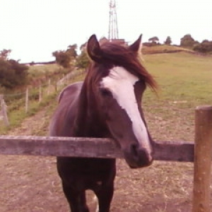 Bailey 4/7/2010