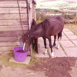 Bailey 3