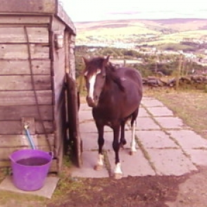 Bailey 4