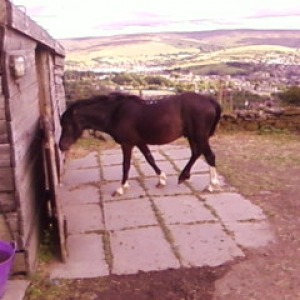 Bailey 5